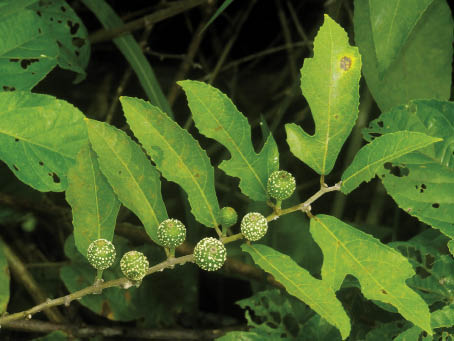 สลอดน้ำ Ficus heterophylla L.f.<br/>MORACEAE